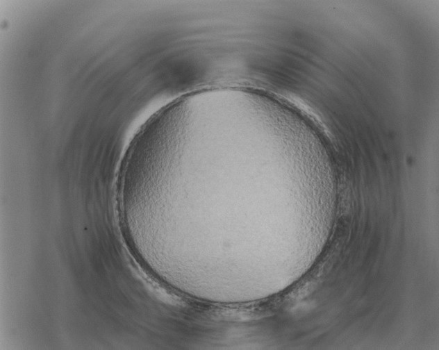 X0000076431086200610271727