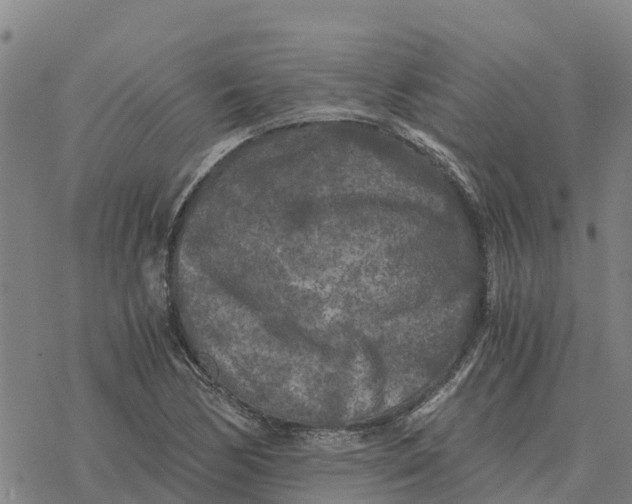 X0000076431170200610271726