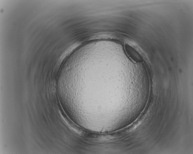 X0000076431233200610271725