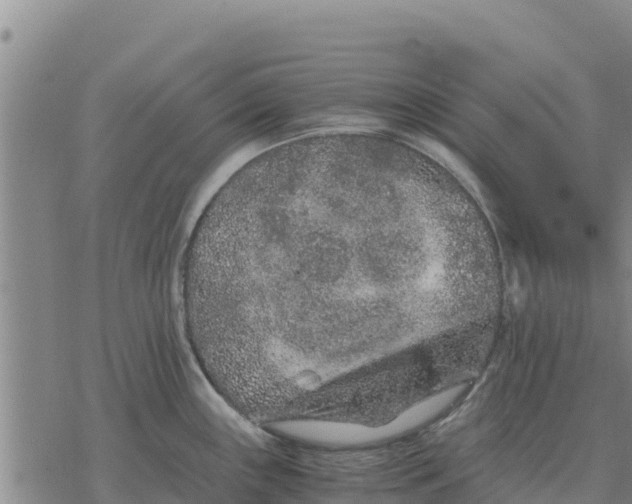 X0000076431243200610271725