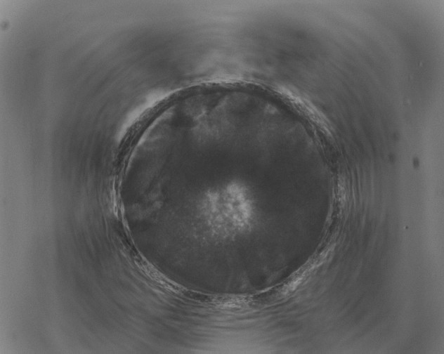 X0000076431262200610271724