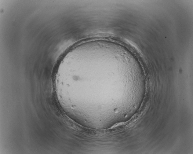 X0000076431267200610271724