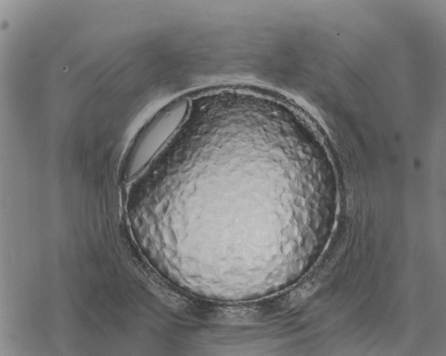 X0000076431271200610271724