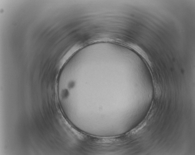 X0000076431290200610271724