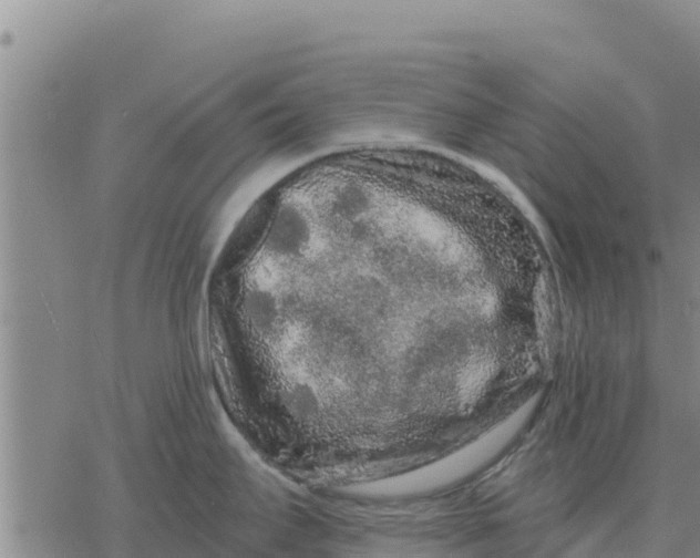 X0000076431295200610271724