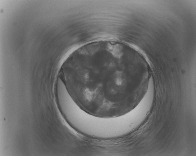 X0000076431383200610271722