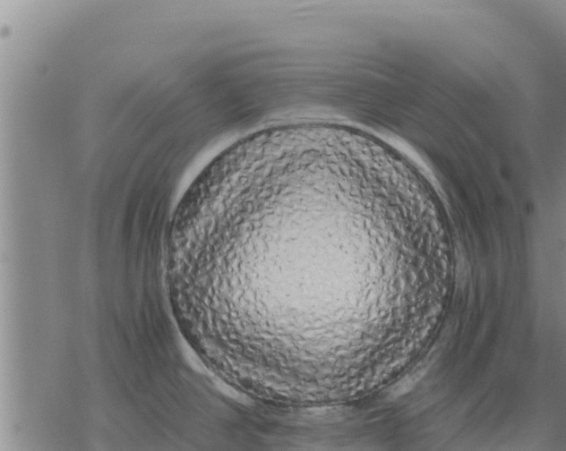 X0000076431390200610271722