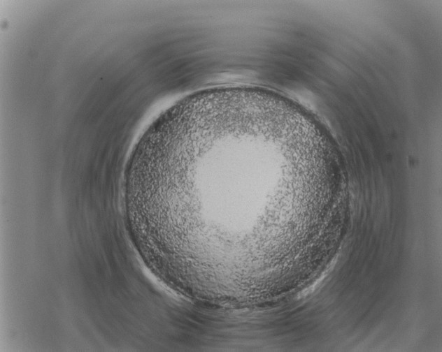 X0000076431421200610271722