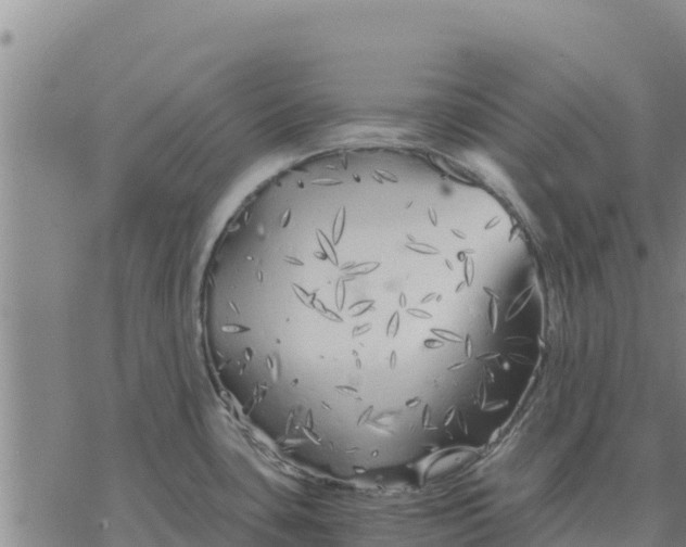 X0000076431435200610271722