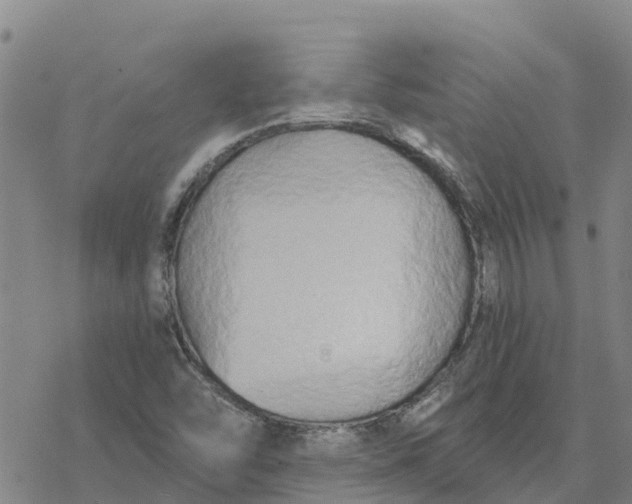 X0000076431454200610271721