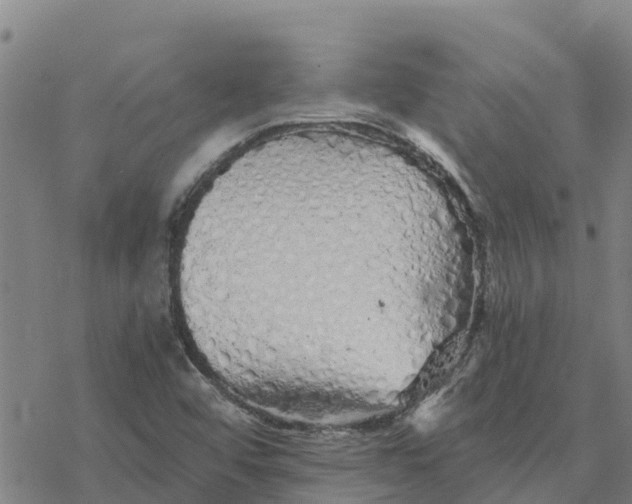 X0000076431456200610271721