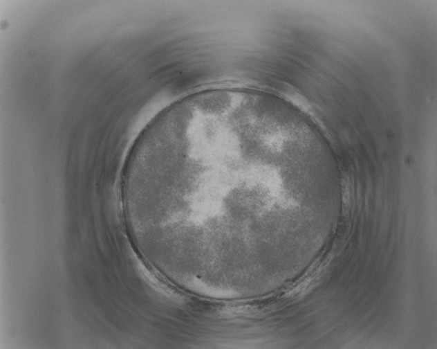 X0000076431466200610271721