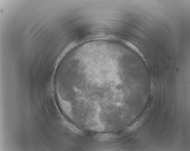 X0000076431474200610271721