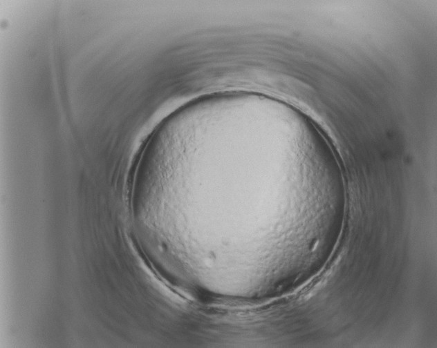 X0000076431525200610271720