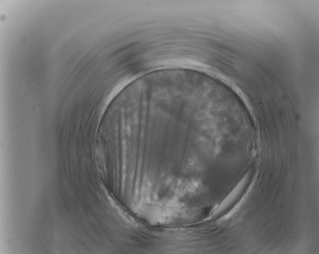 X0000076431529200610271720