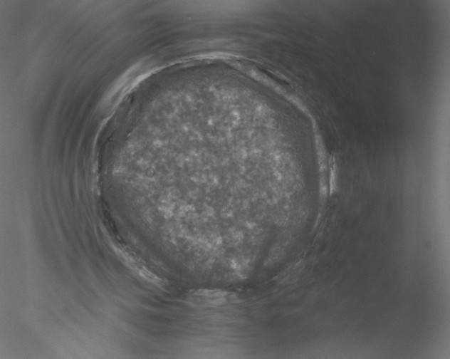 X0000076430339200611031845