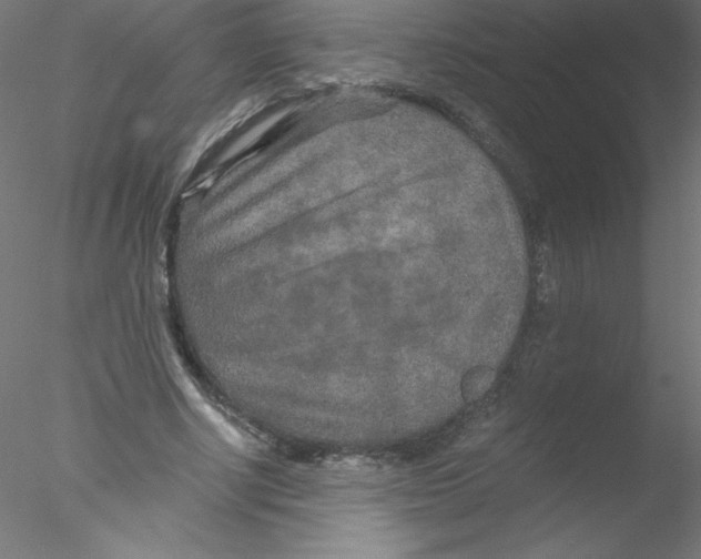 X0000076430634200611031840