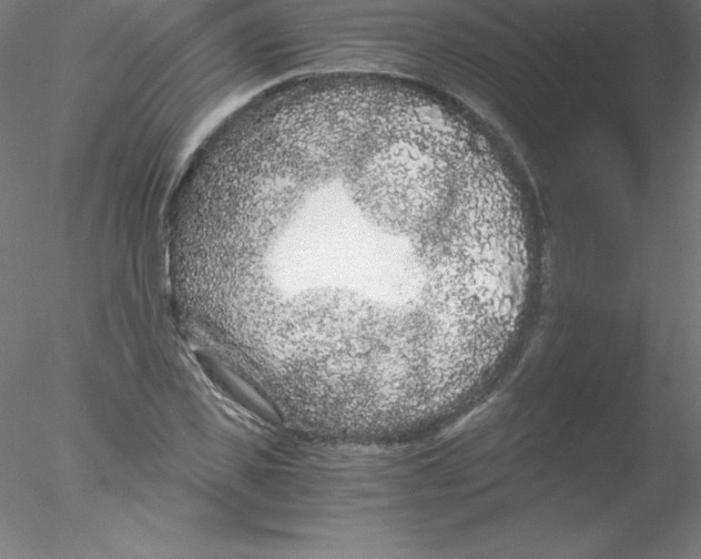 X0000076430925200611031835