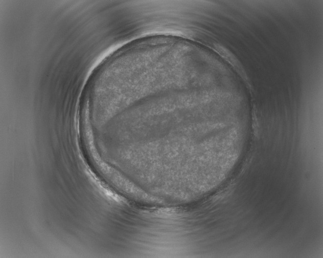 X0000076431028200611031834