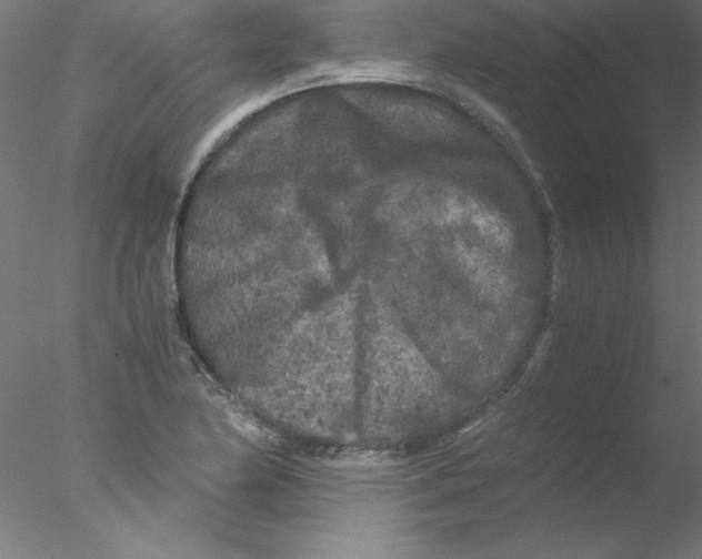 X0000076431174200611031832