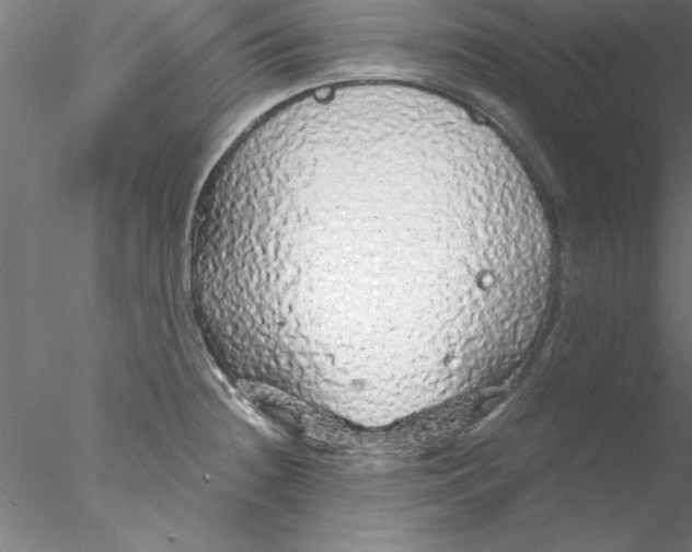 X0000076431236200611031831