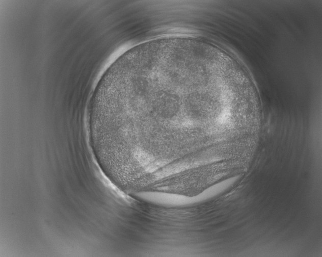 X0000076431243200611031831