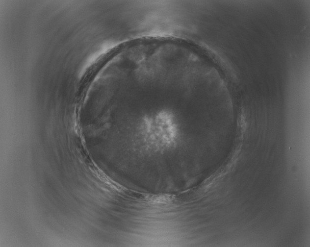 X0000076431262200611031830