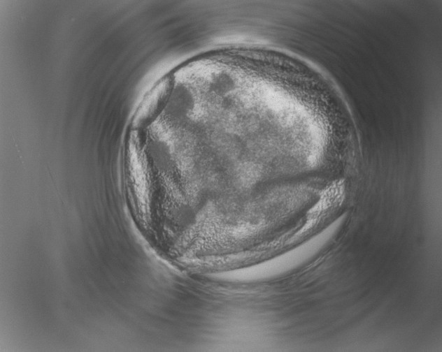 X0000076431295200611031830