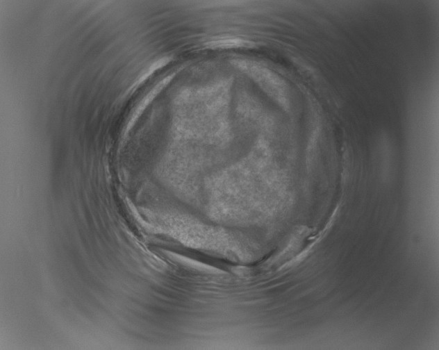 X0000076431305200611031829