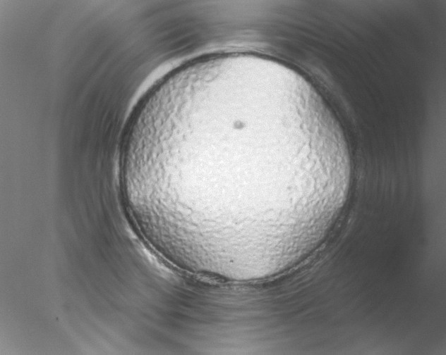 X0000076431420200611031828