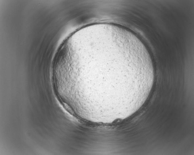 X0000076431424200611031828