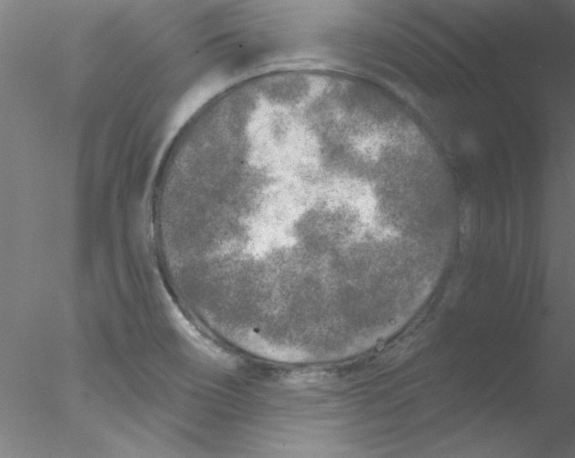 X0000076431466200611031827