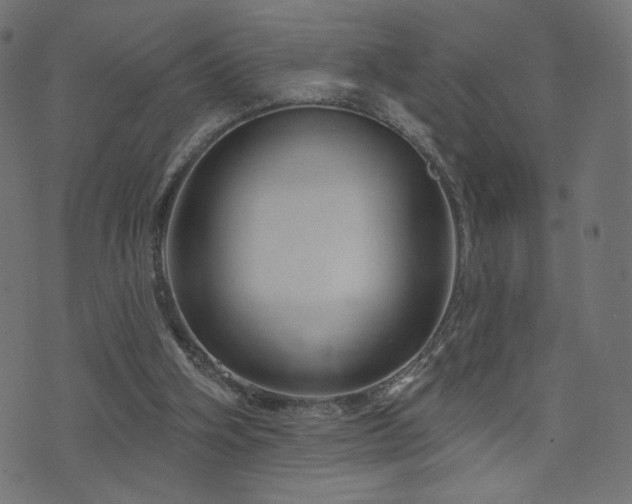 X0000076440106200610061307