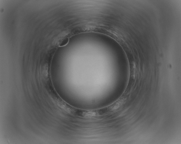 X0000076440230200610061305