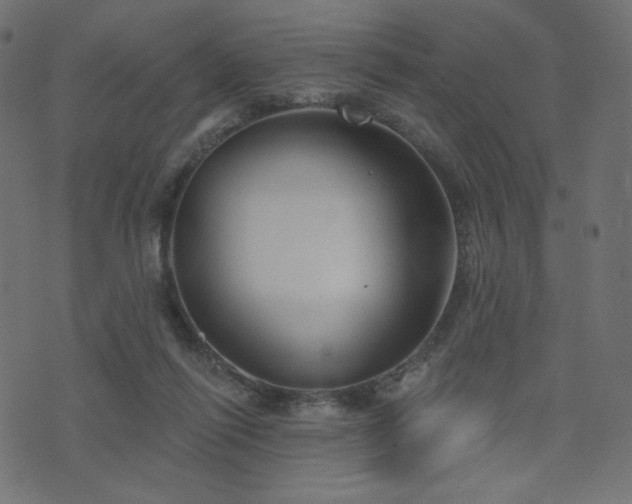 X0000076440262200610061305