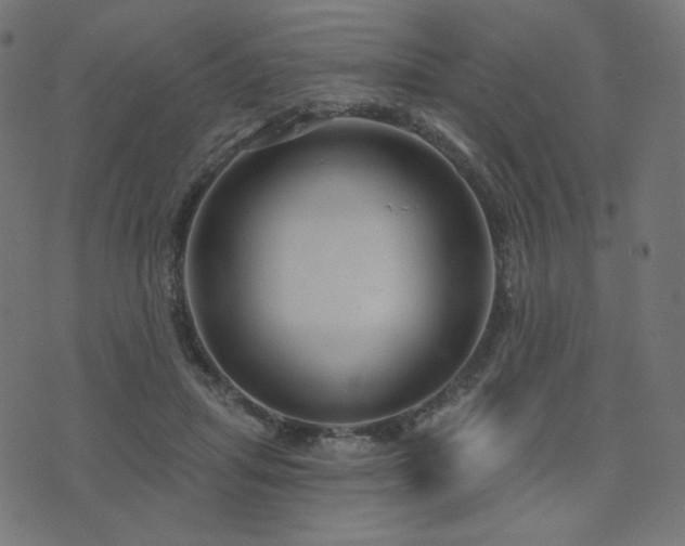 X0000076440455200610061301