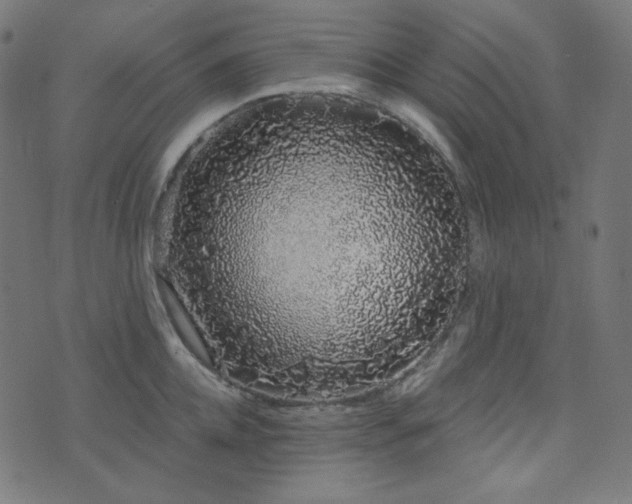 X0000076440952200610061254