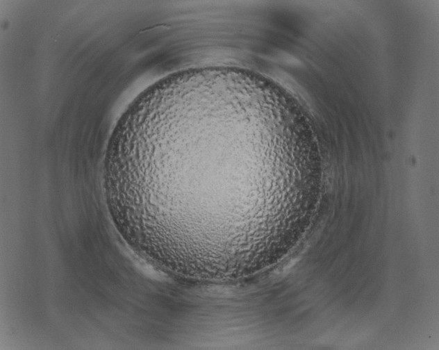X0000076441086200610061251