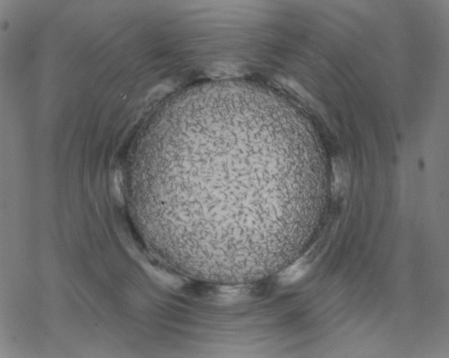 X0000076440130200610271808