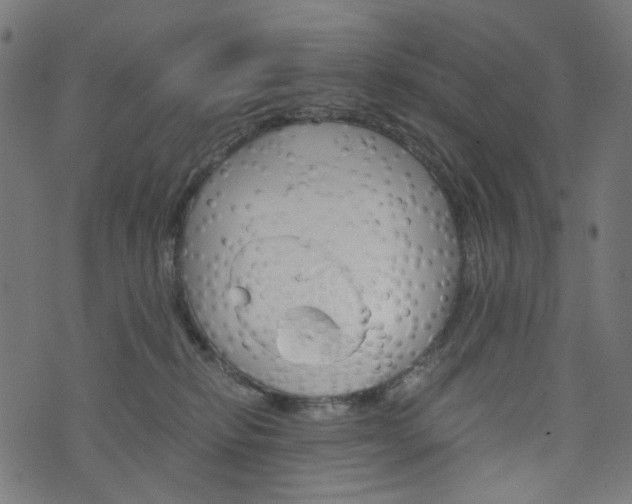 X0000076450278200610061053