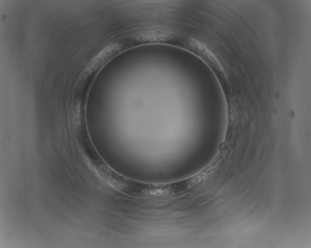 X0000076450163200610061331