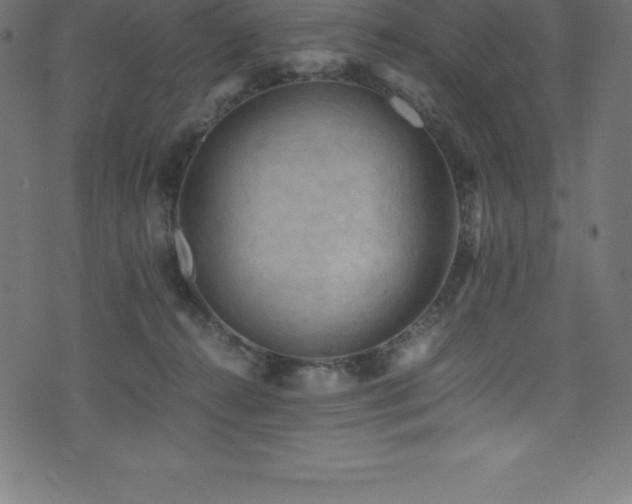 X0000076450272200610061330