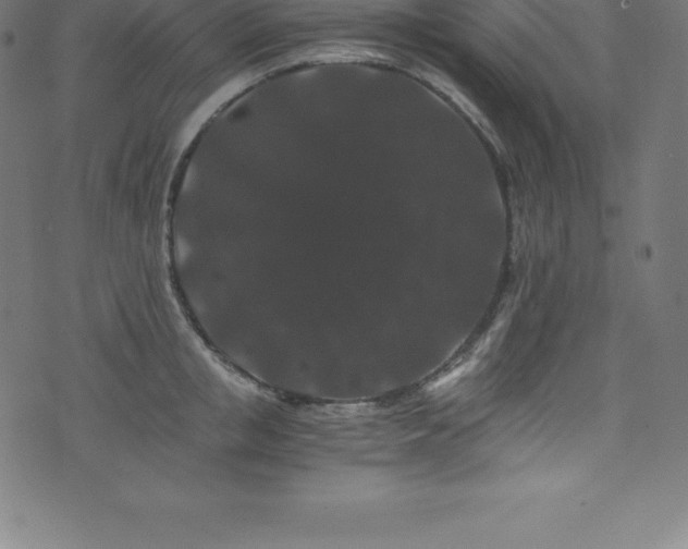 X0000076450853200610061321