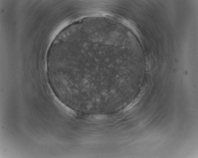 X0000076451095200610061316