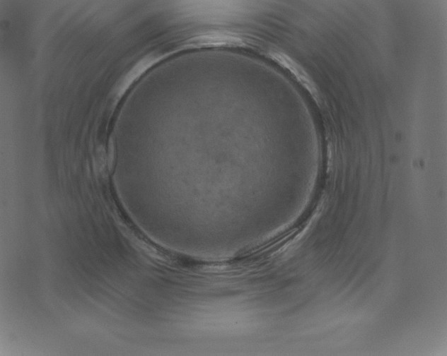 X0000076451465200610061310