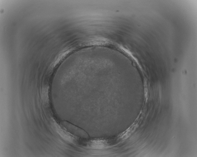 X0000076450154200610161320