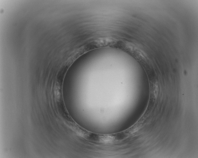 X0000076450226200610161319