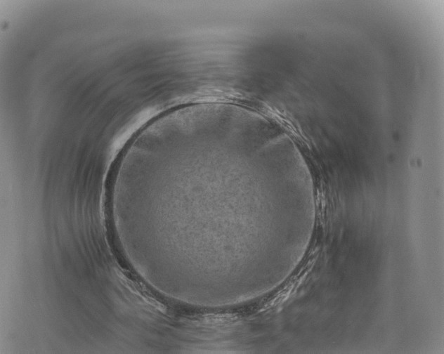 X0000076450292200610161318