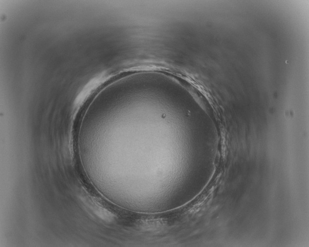 X0000076450296200610161318