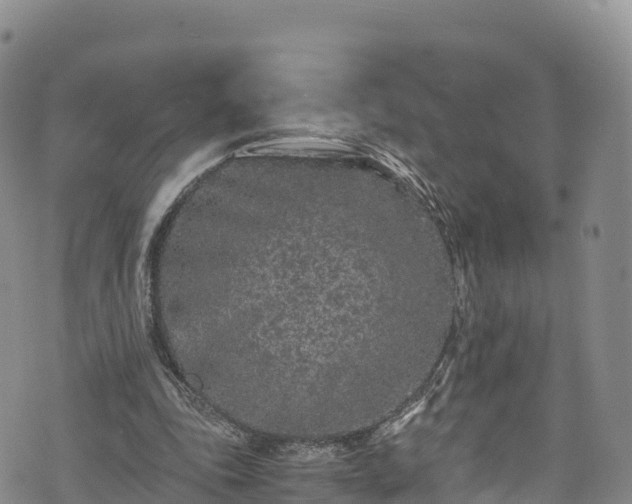 X0000076450343200610161317